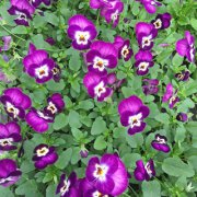 角堇（紫）